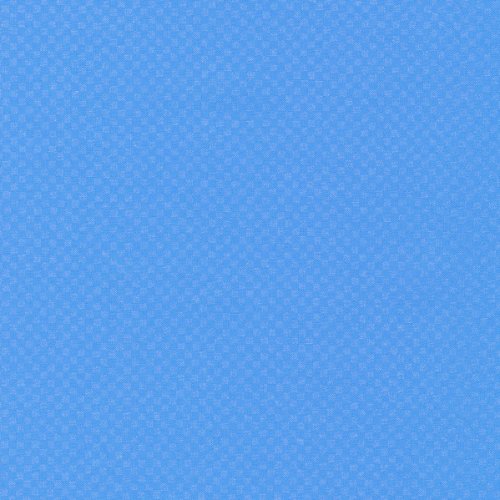 Languid Blue Jay