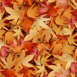 Autumn Leaves