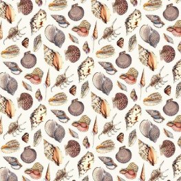 Varied Coastal Shell